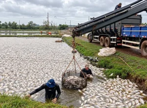 Apagao-mata-450-mil-peixes-no-Parana-e-deixa-prejuizo-de-R-25-milhoes-em-piscicultura